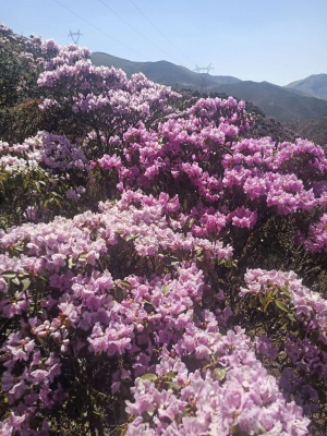 徒步露营 | 5月23-24日轻装徒步露营轿子雪山东坡